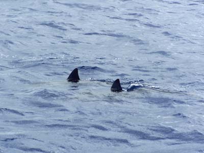 a school of porpoises followed us up the coast