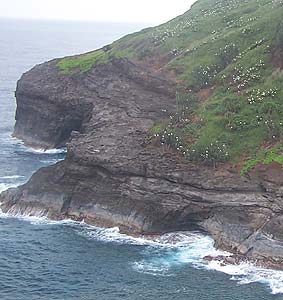 closeup of boobys nesting