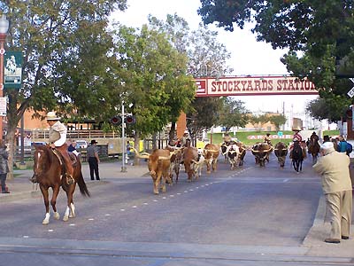 More of the cattle drive