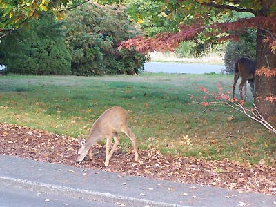 Deer foraging in downtown Comox