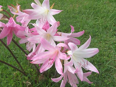 Flowers in the Kemp House garden