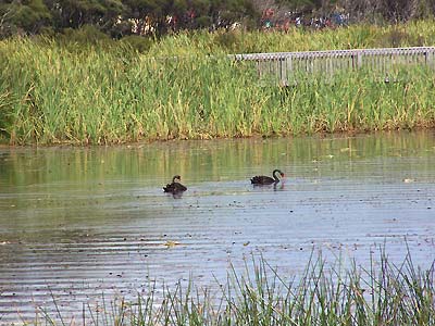 Black swans on the pond at Carrington Golf Course