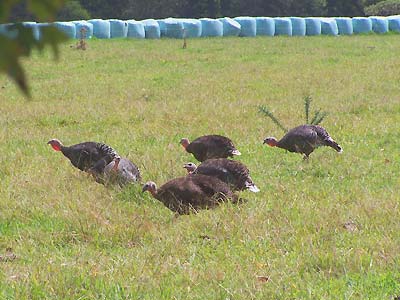 Wild turkeys near the Kerikeri Golf Course