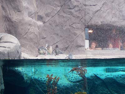 Penguins waiting to be fed at the Antarctic Centre