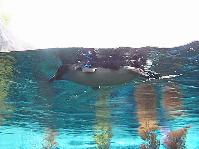 Penguin swimming around