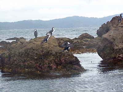 Birds on the rocks fishing