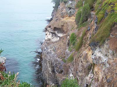 Albatrosses on hillside and kelp below