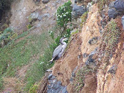 Albatross closeup on the hillside