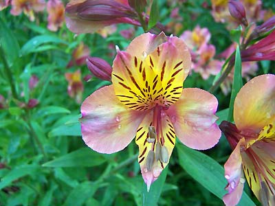 Flowers from the Dunedin Botanic Garden