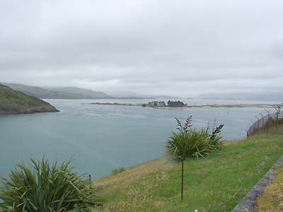 View from the Albatross Colony