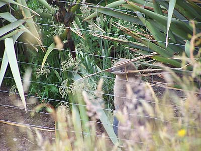 Young yellow-eyed penguin