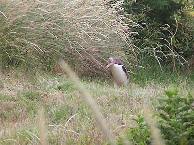 Brian, the yellow-eyed penguin finally arrives