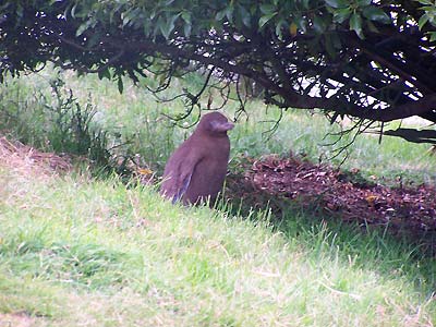 Another young penguin