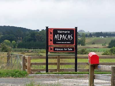 The Alpaca ranch