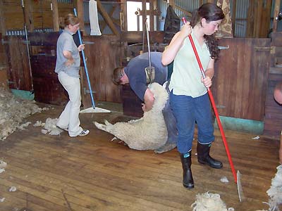 Shearing and cleaning up the bits of wool