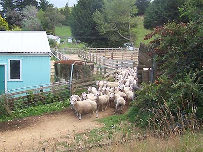 Sheep won't come out because of the dogs