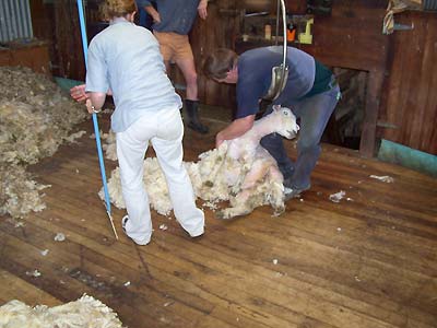 More shearing