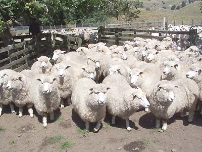 Outisde in the pens before getting sheared