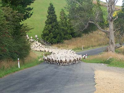 Here come the sheep headed for the paddock