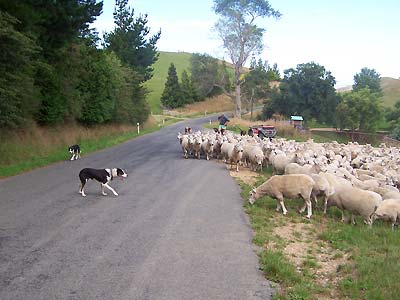 Dogs keeping the sheep where they belong