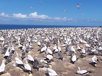 Masses of Gannets only feet away from us