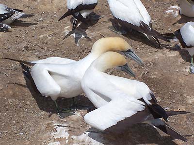 Gannets doing their ritual dance