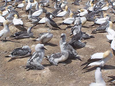 Gannet young birds