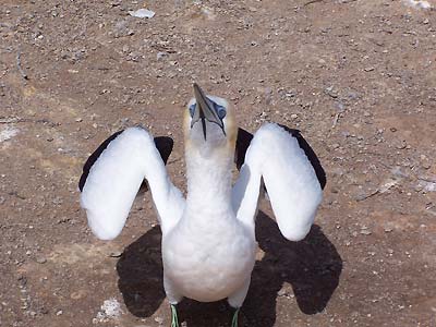 One more gannet