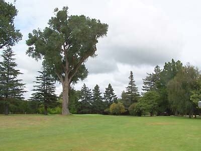 First hole. This tree really burned me.