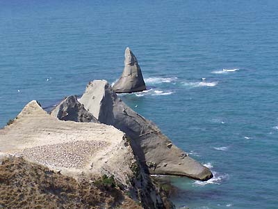 Gannets down on the rocks (the Pinnacle)