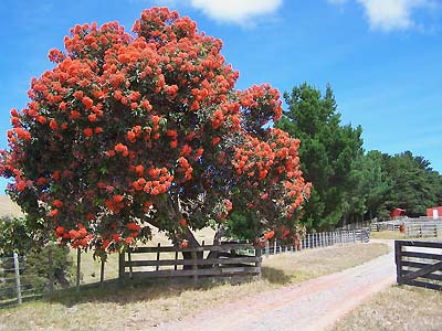 Tree on the road in to Cape Kidnappers