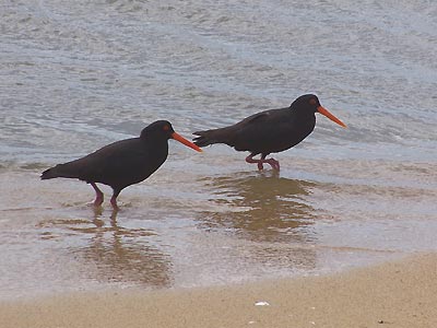 Buddies on the beach