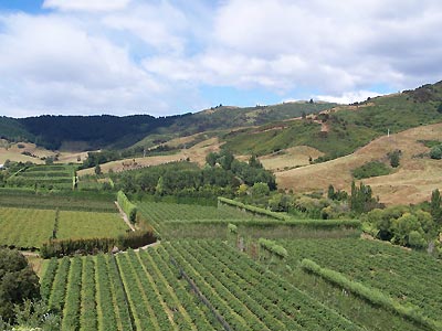 Grape vines on the hillside