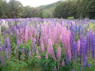 Lupine field on the road to Milford Sound