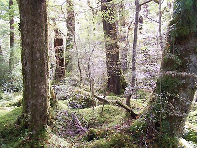 Moss-covered forest on the road to Milford Sound