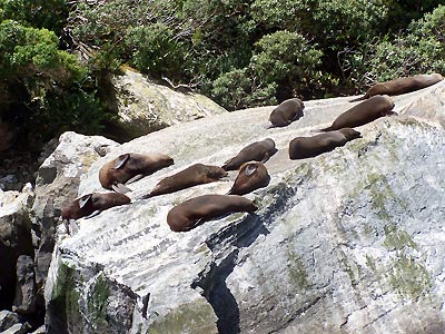 Seals sunning on the rocks in the Sound