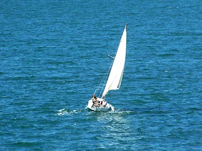 Sailboat in Wellington Harbour