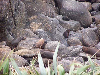 Tauranga Bay Seal Colony at Cape Foulwind