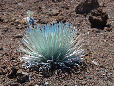 Plant at the summit